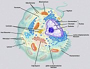 Wie Viele Zellen Hat Der Mensch? - Spektrum Der Wissenschaft