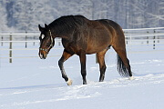 Ein Pferd auf der verschneiten Weide
