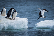 Adeliepinguine springen auf eine Eisscholle in der Antarktis