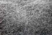 Riesige Spinnennetze hüllen die Landschaft um Launceston ein. (Symboldbild)