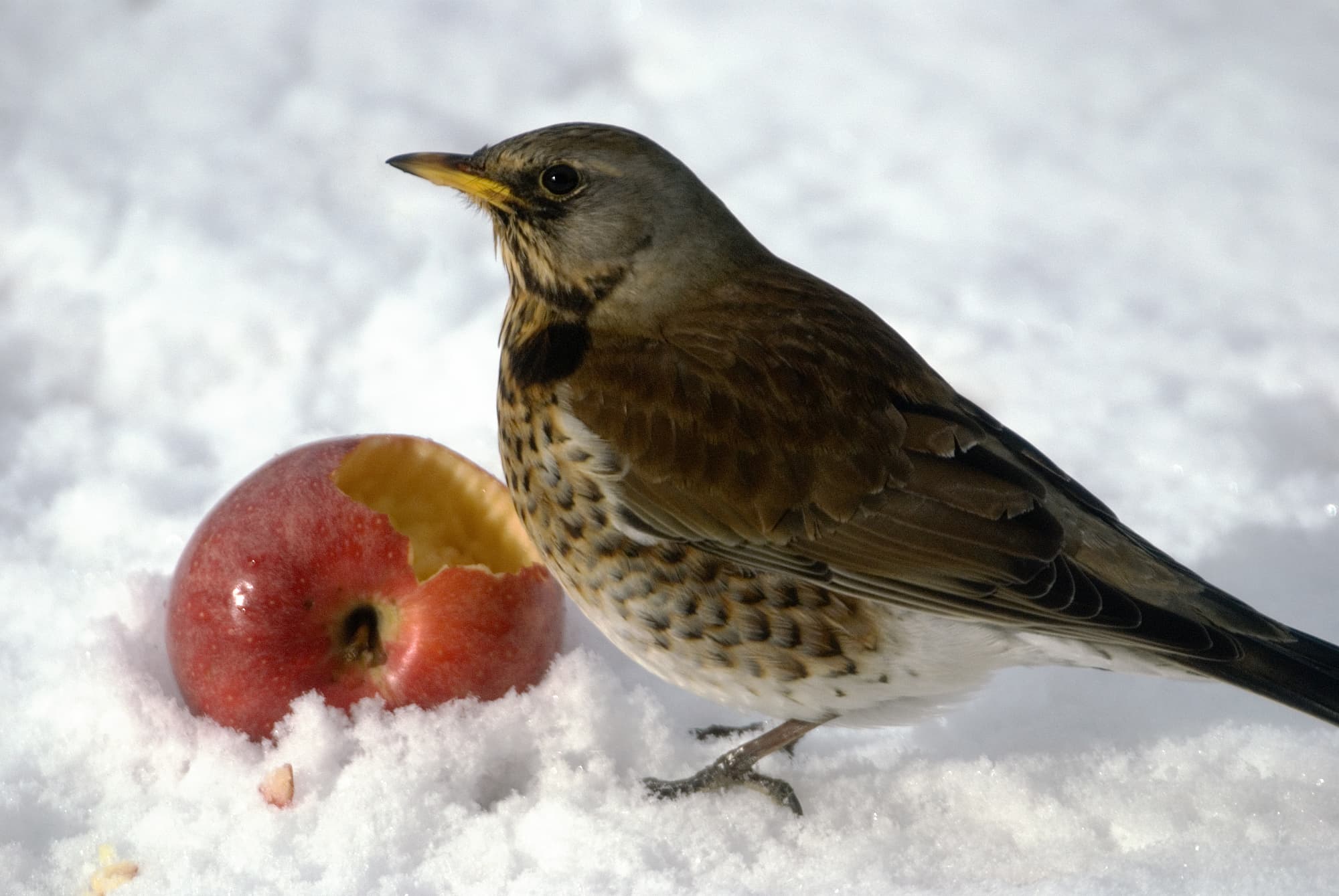 Was Vogelfreunde bei der Fütterung von Vögeln in