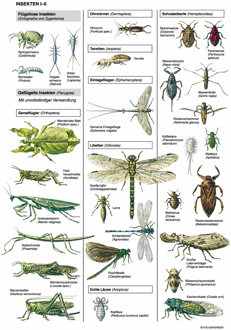 36++ Insekten bilder mit namen , &gt; Lexikon der Biologie &gt; Farbtafel Insekten I
