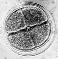 Embryonalentwicklung - Lexikon Der Biologie