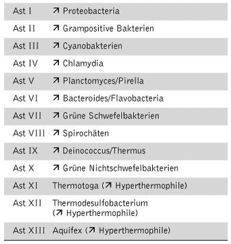 Bakterien - Kompaktlexikon Der Biologie