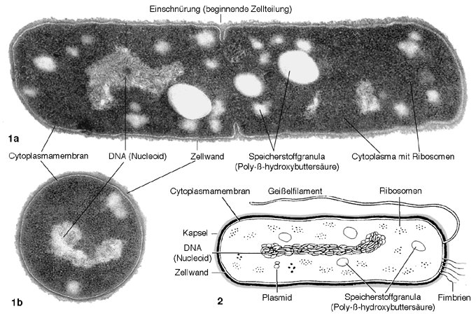 Bakterienzelle Kompaktlexikon Der Biologie