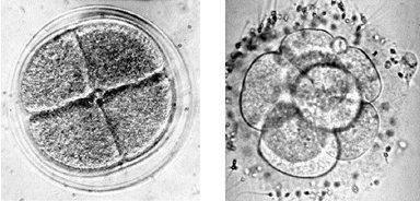 Embryonalentwicklung - Kompaktlexikon Der Biologie