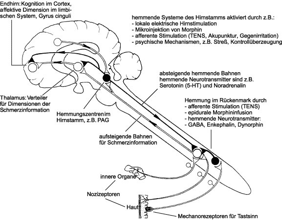 Wissenschaft Online Lexikon Der Neurowissenschaft Schmerz Abbildung I