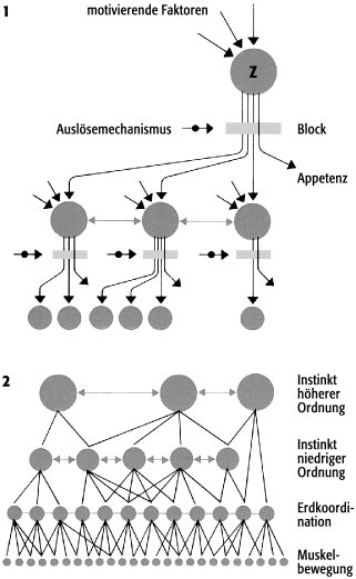 Wissenschaft-online > Lexikon Der Neurowissenschaft > Bereitschaft ...