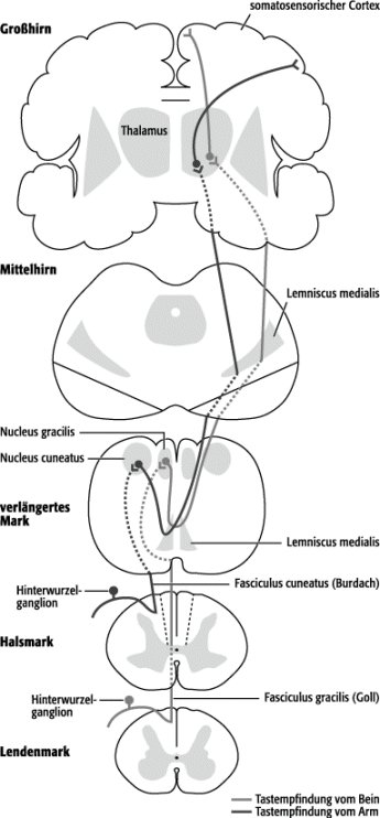 Hinterstrang Lexikon Der Neurowissenschaft 6578