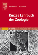 Allensche Proportionsregel - Lexikon der Biologie