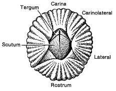 Meeresbiologie Wie Seepocken Sich Festhalten Und Larven Anlocken Spektrum Der Wissenschaft