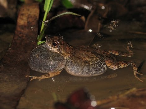 Zoologie Lange Frosch Liebesschreie Locken Weibchen Und Feinde Spektrum Der Wissenschaft