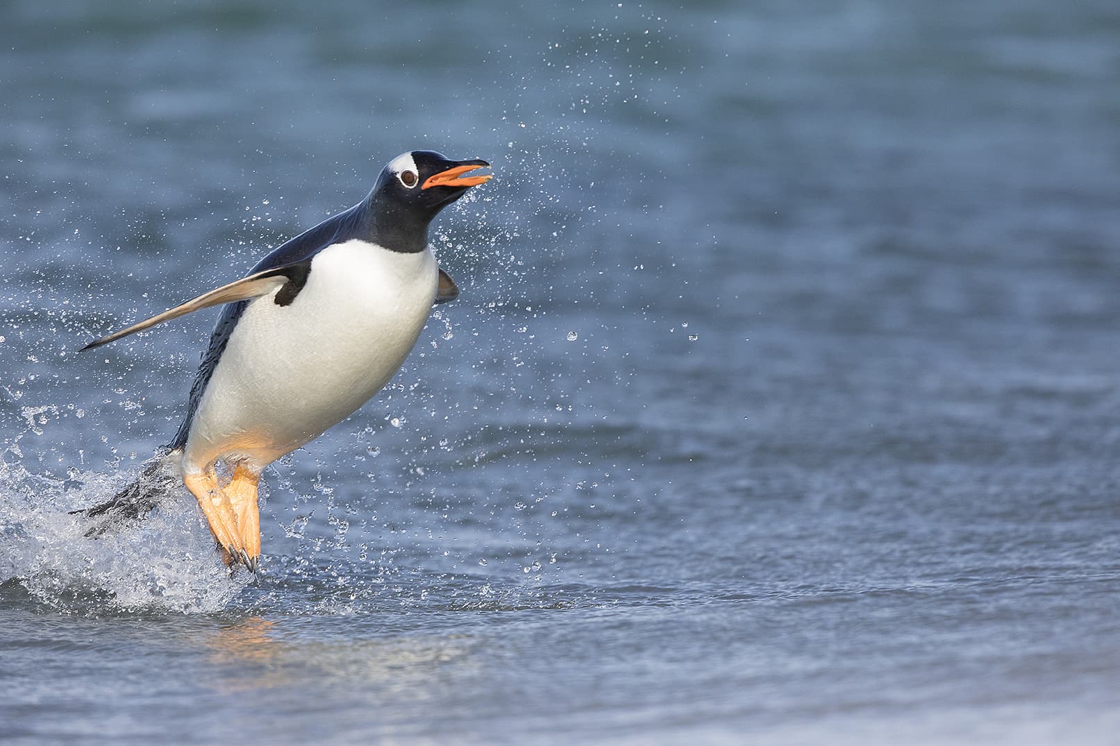 Tierfamiliengeschichte Und Der Pinguin Fliegt Spektrum Der Wissenschaft