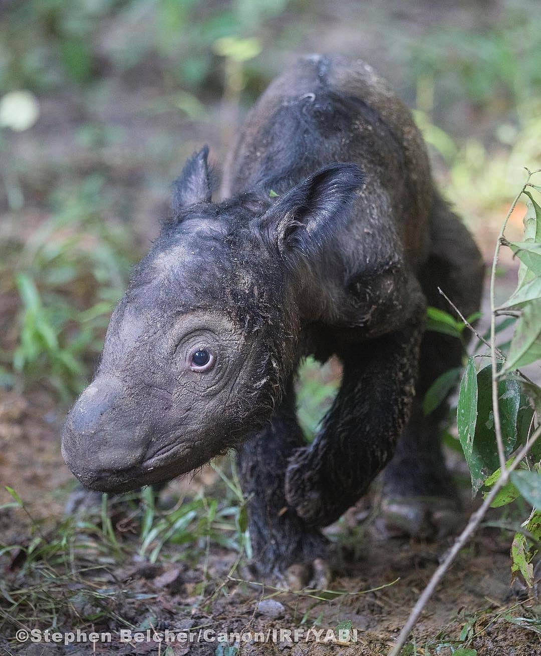 Sumatra-Nashorn Bringt Seltenen Nachwuchs Zur Welt - Spektrum Der ...