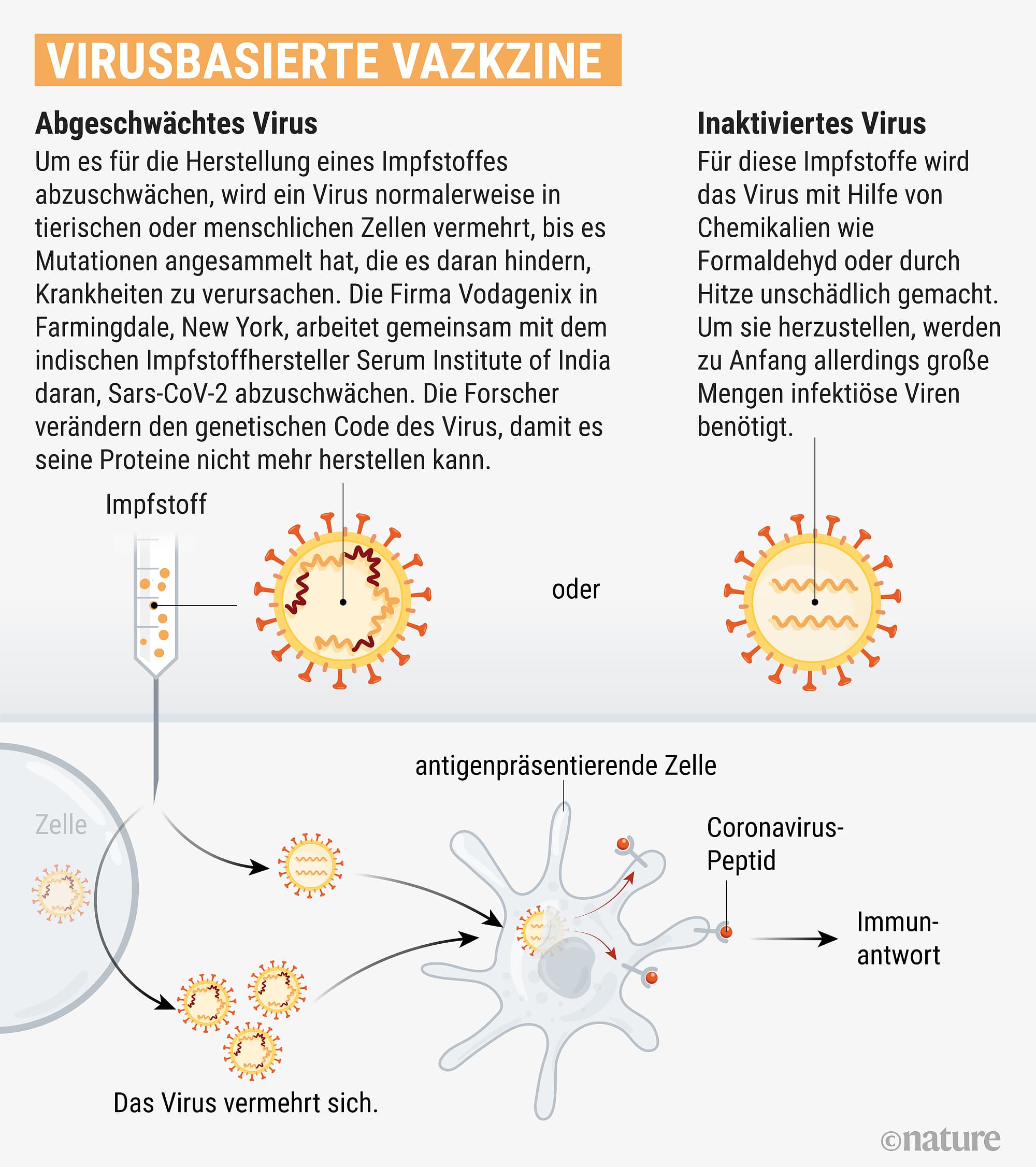 Covid-19: Acht Wege Zum Corona-Impfstoff - Spektrum Der Wissenschaft