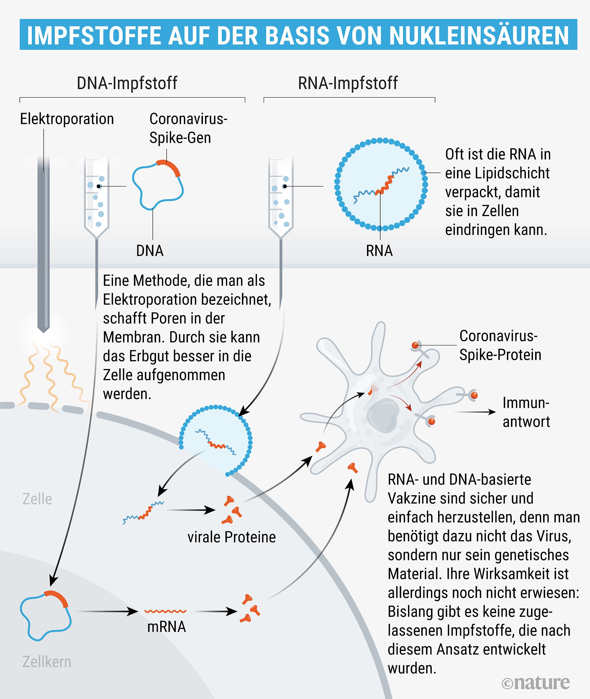 Covid-19: Acht Wege Zum Corona-Impfstoff - Spektrum Der Wissenschaft