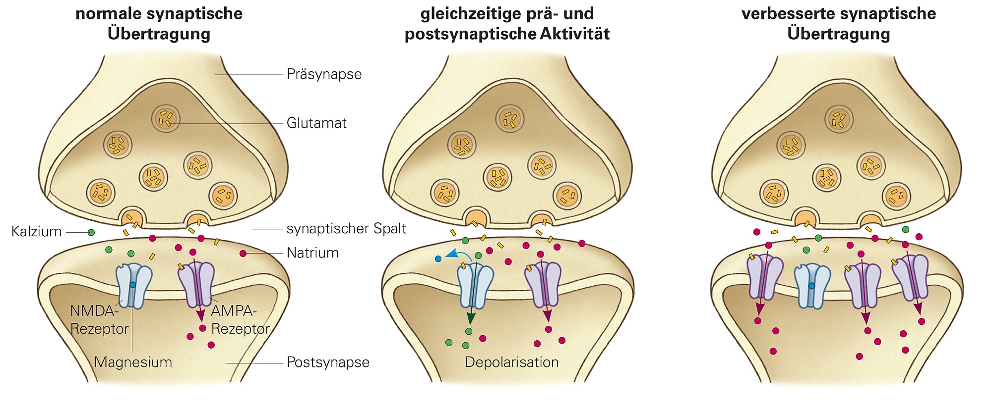 Gedachtnis Warum Wir Vergessen Spektrum Der Wissenschaft