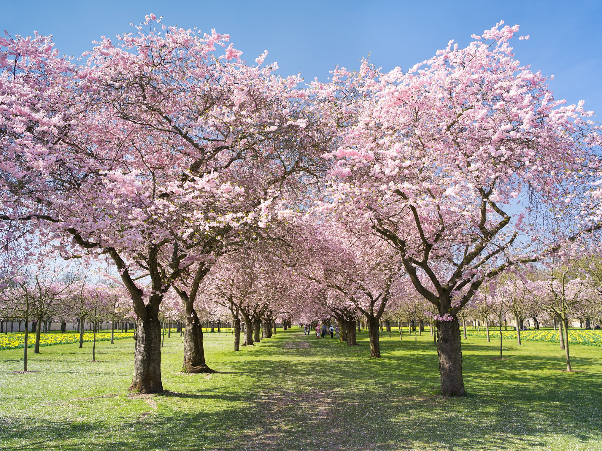 Hoch Guido ist der Frühling gekommen, um zu bleiben