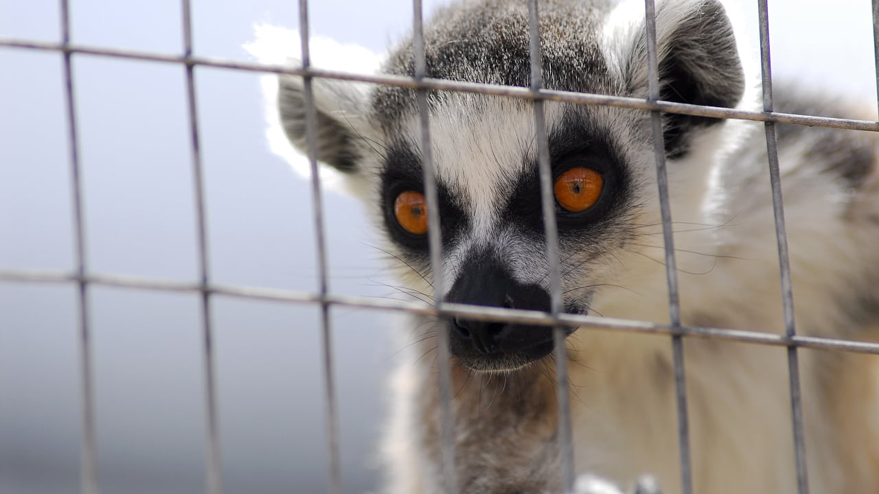 Illegaler Wildtierhandel Ein Affe Im Warenkorb Spektrum Der Wissenschaft