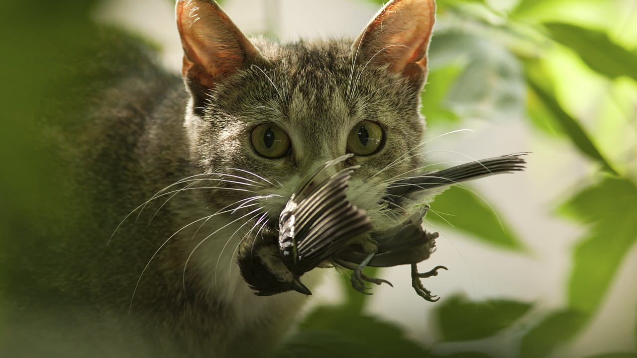 Naturschutz Schaden Katzen Unserer Vogelwelt Spektrum Der Wissenschaft