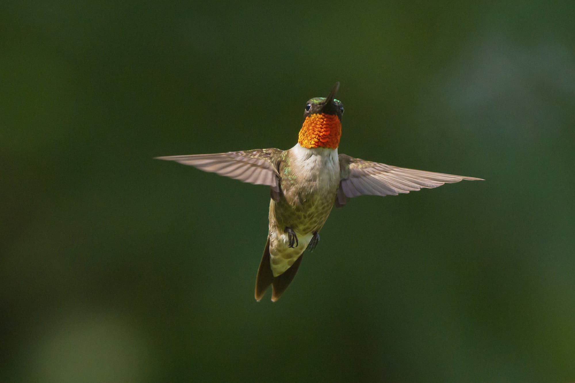 Zugvogel 10 Rekordverdachtige Fernreisende Spektrum Der Wissenschaft