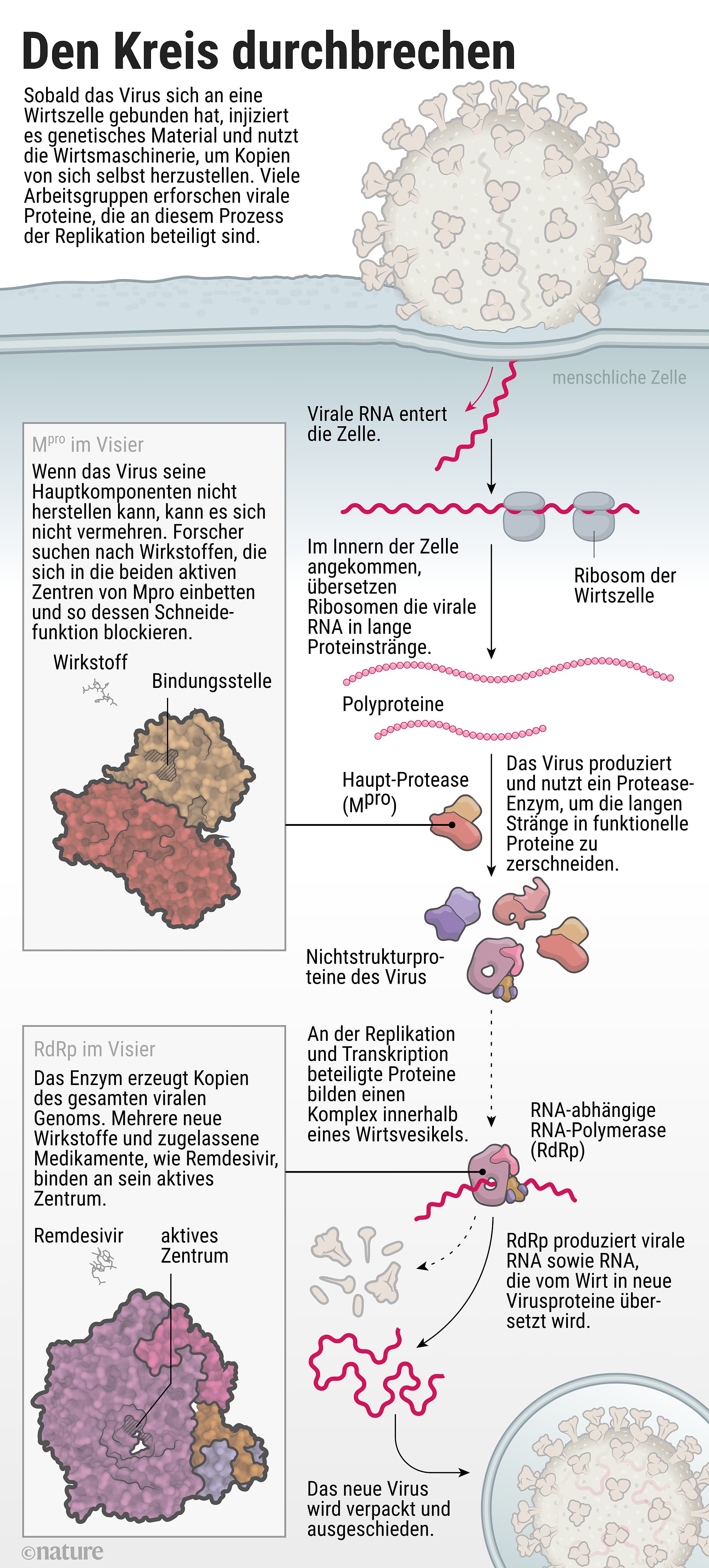 Sars-CoV-2-Proteine Entschlüsseln, Um Das Coronavirus Ausschalten ...