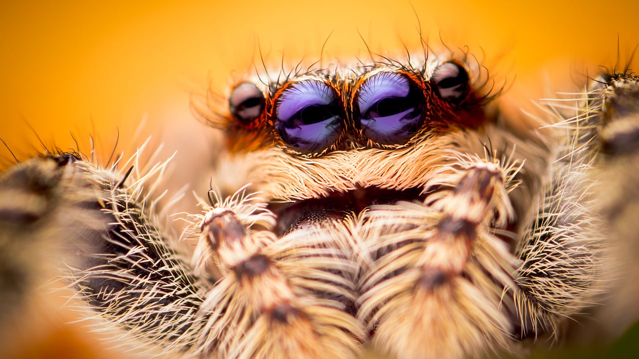 Arachnologie Spinnen Sind Sensibler Als Gedacht Spektrum Der Wissenschaft