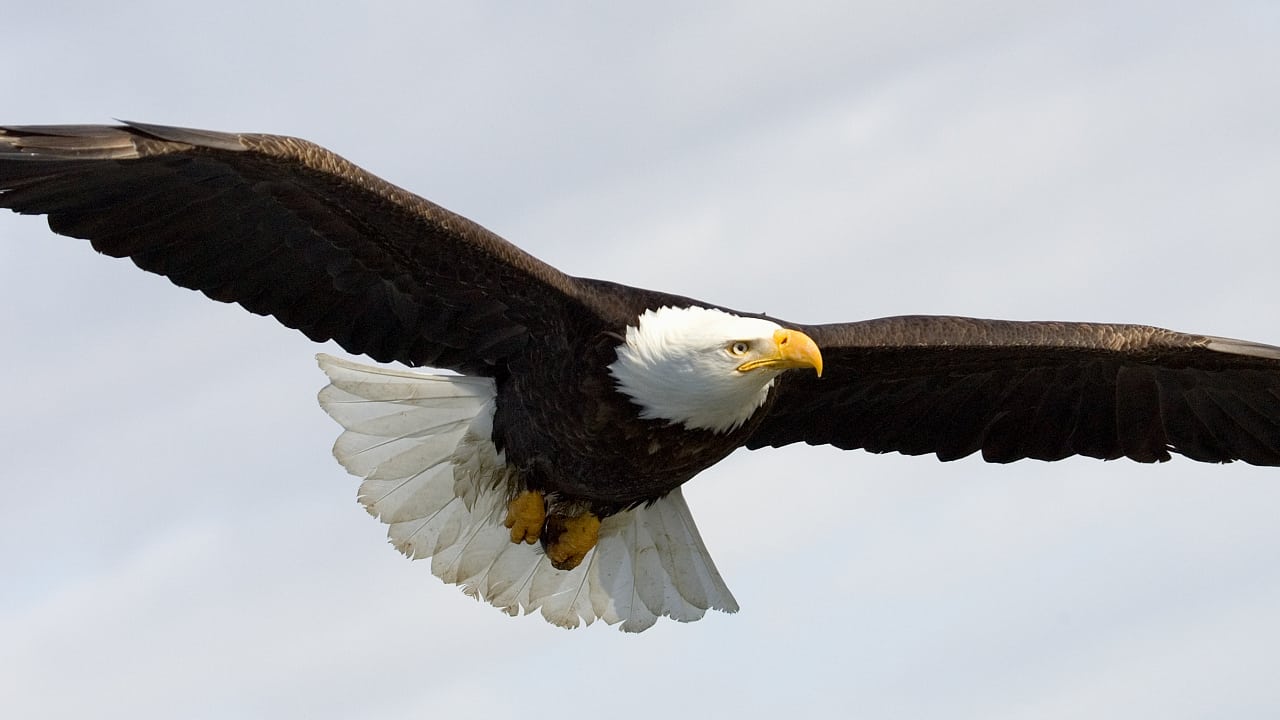 Spektakulares Video Adler Schlagt Fuchs Schlagt Kaninchen Spektrum Der Wissenschaft