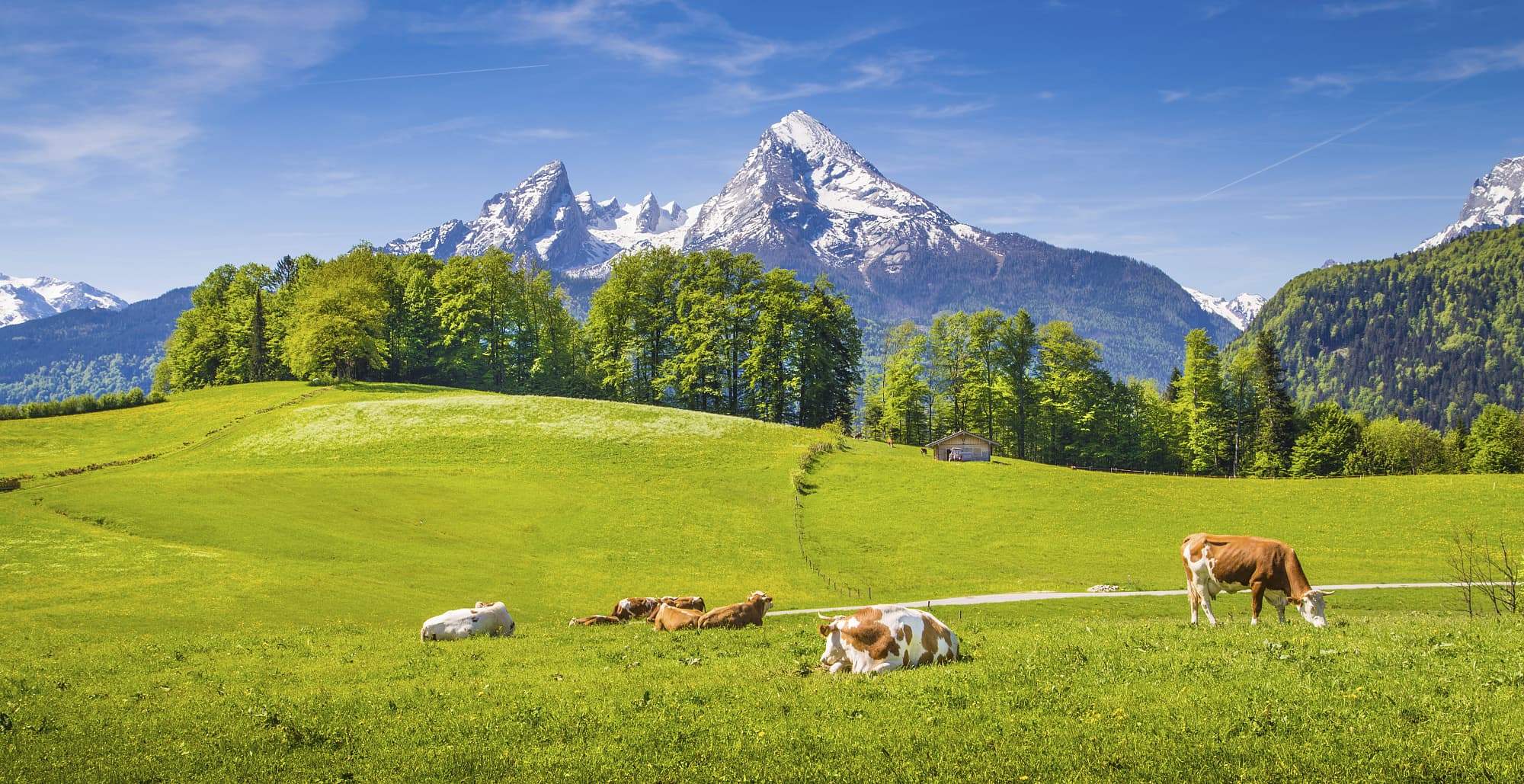 Landwirtschaft Auf Dem Weg Zur Umweltfreundlichen Kuh Spektrum Der Wissenschaft