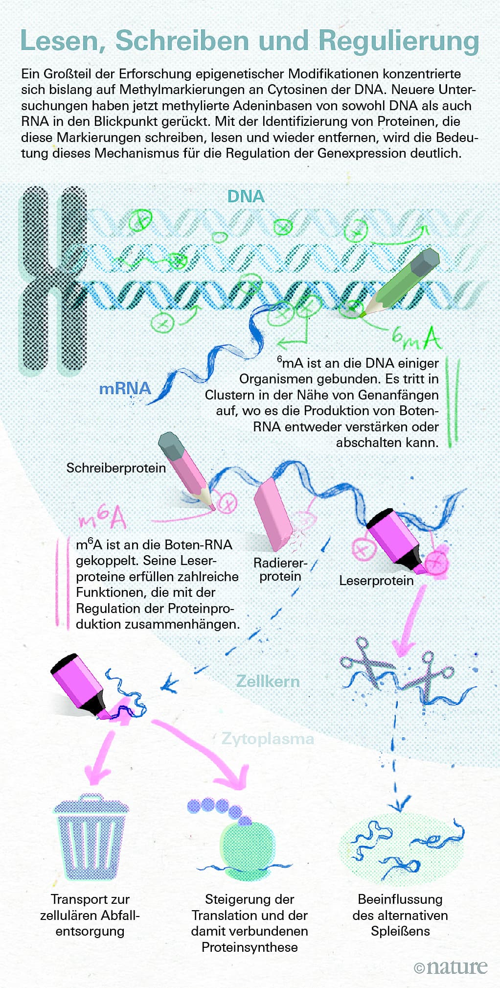 Epigenom-Forschung: Ein neuer Dreh in der Epigenetik - WillyarD Nature542 P406 408 2017 Dt.jpg.3202241