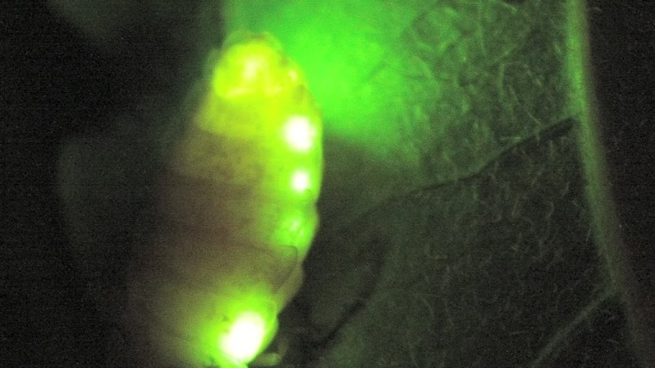 Biolumineszenz Glühwürmchen Blinken Um Fressfeinde - 