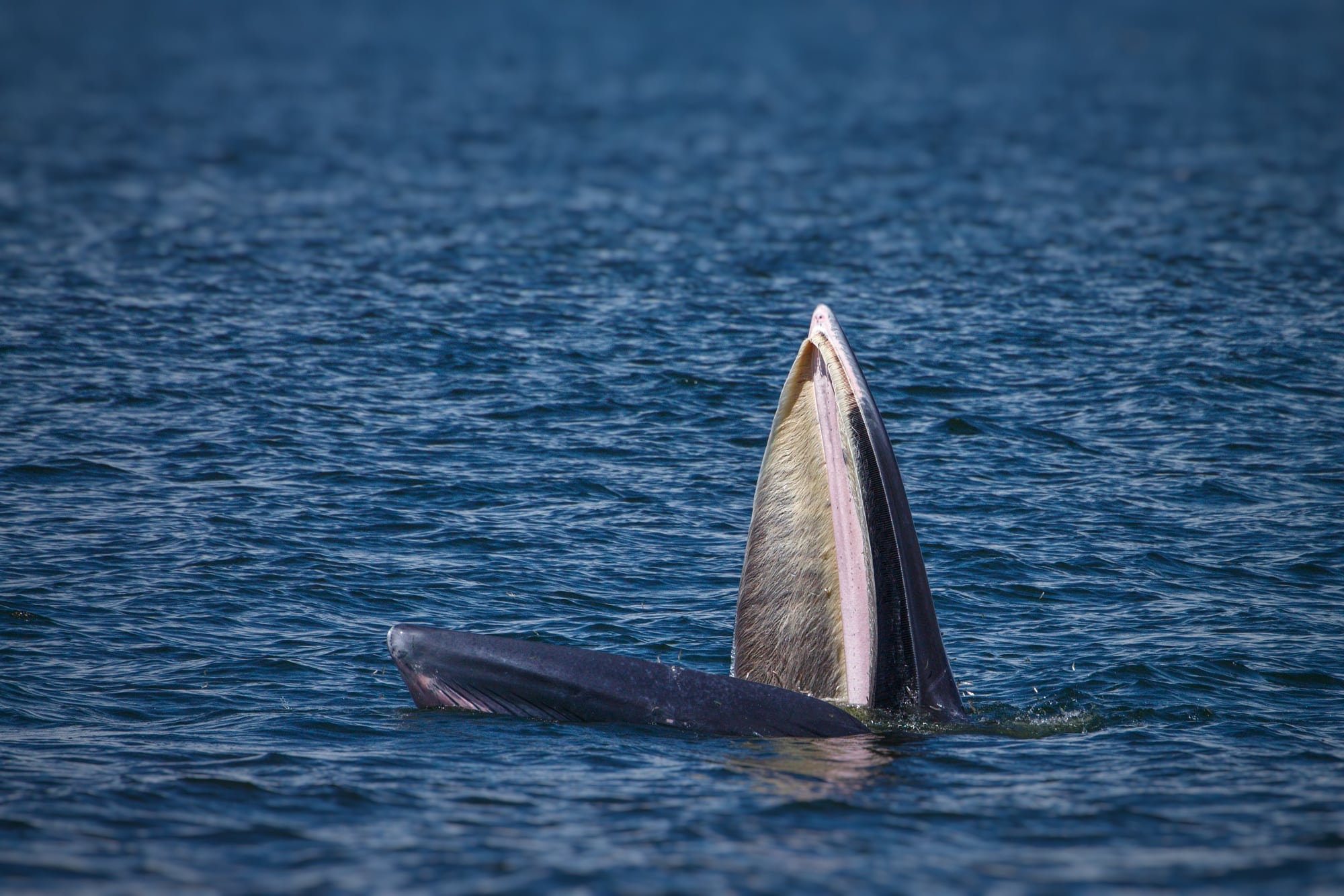 Warum Werden Blauwale So Gross Spektrum Der Wissenschaft