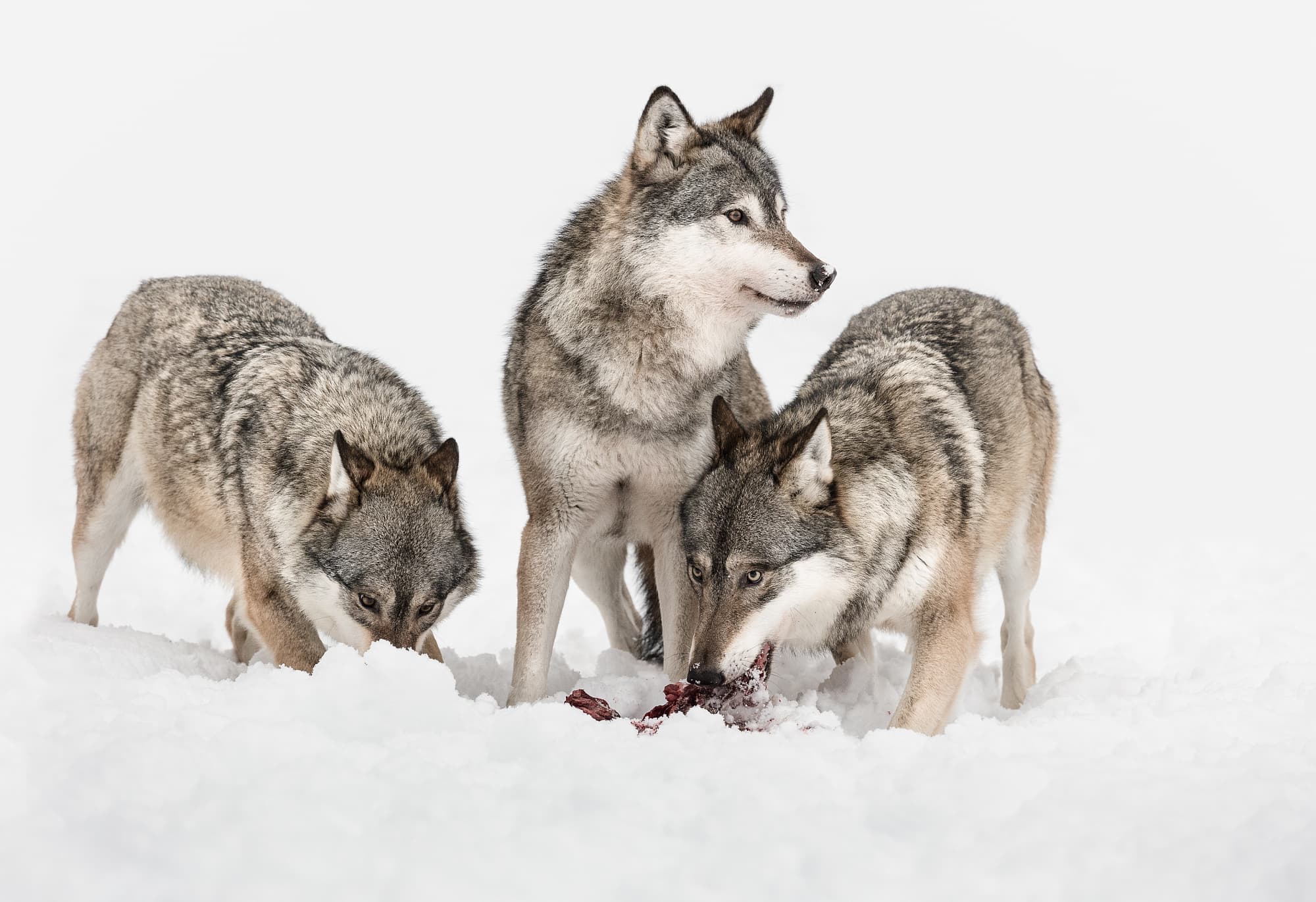 Bedrohen Wolfe Die Weideviehhaltung Spektrum Der Wissenschaft