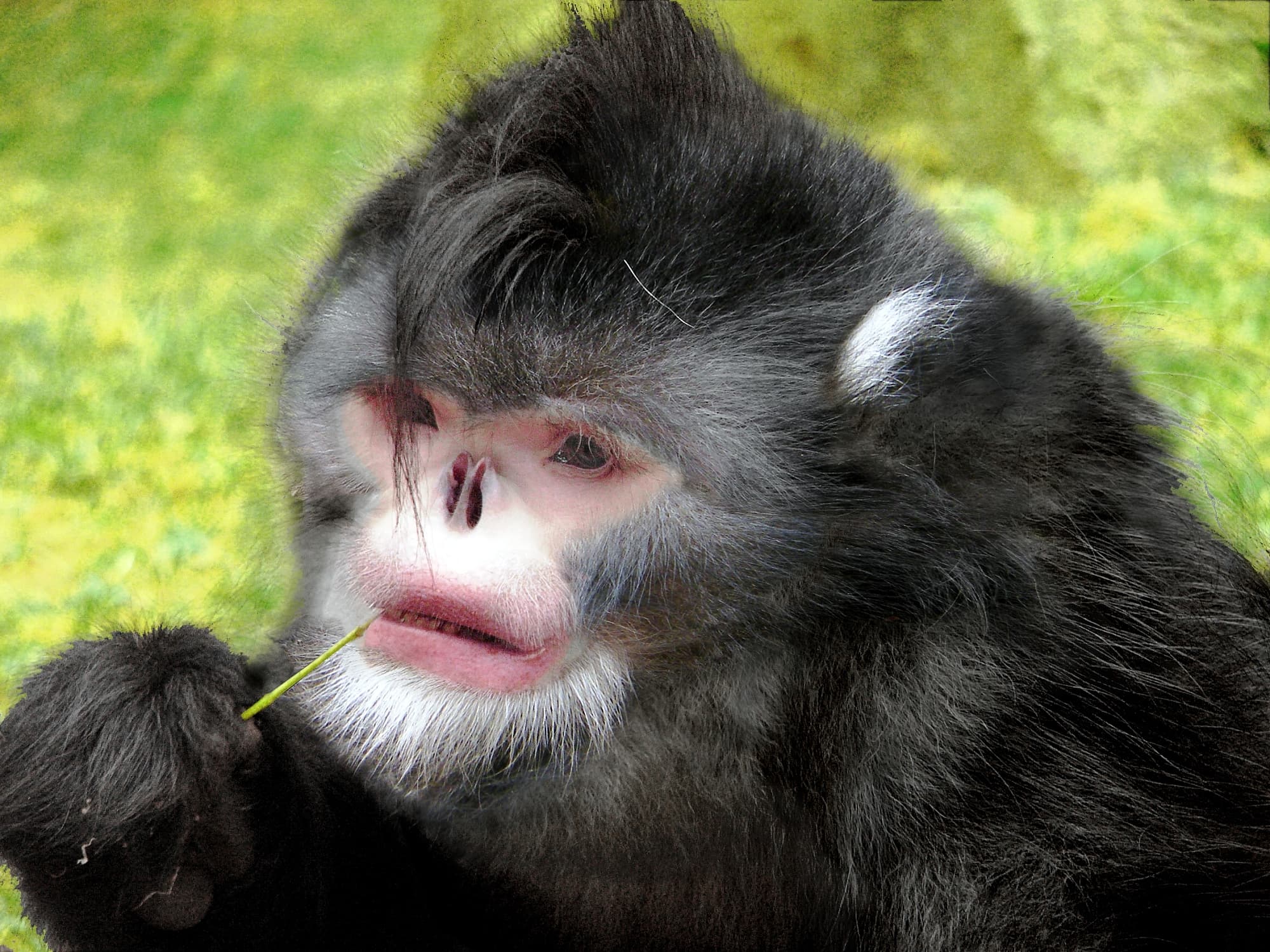Von Affenkatzen Und Zombiepilzen 10 Faszinierende Lebewesen Aus Dem Regenwald Spektrum Der Wissenschaft