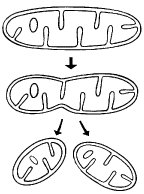 Mitochondrien Lexikon Der Biologie