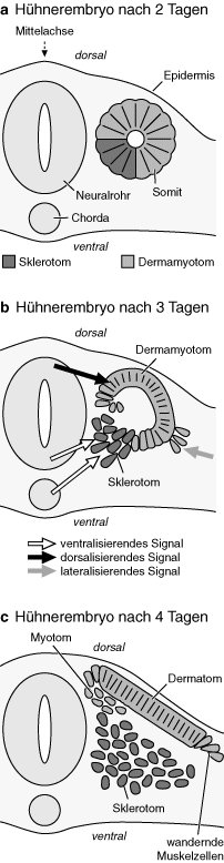 Somiten Lexikon Der Biologie