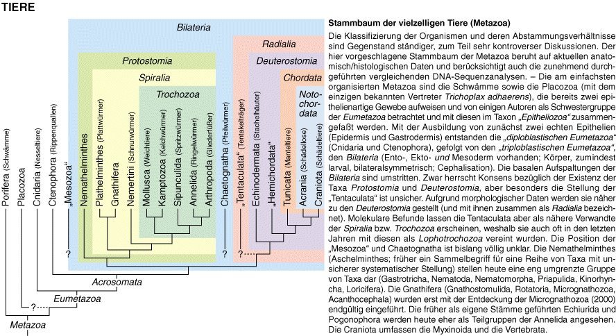 Tiere Lexikon Der Biologie