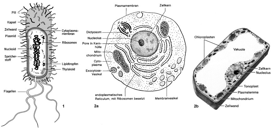 Epithelgewebediagramm beschriftet