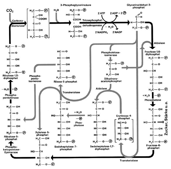 Calvin Zyklus Lexikon Der Biologie