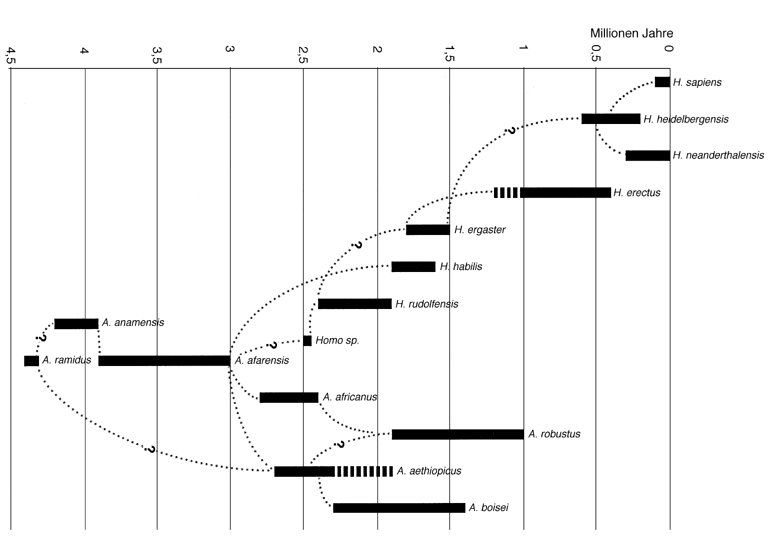 Australopithecinen Lexikon Der Biologie