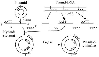 Rekombinante Dna Technik Lexikon Der Biochemie