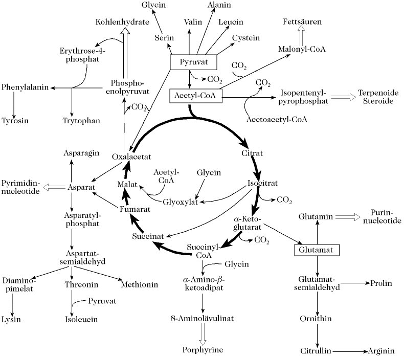 Chemische Gleichung des Krebszyklus