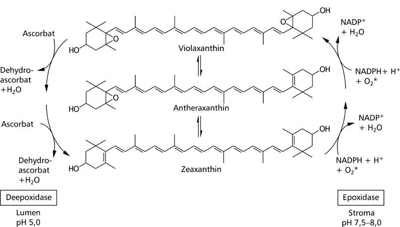 Xanthophyll Zyklus