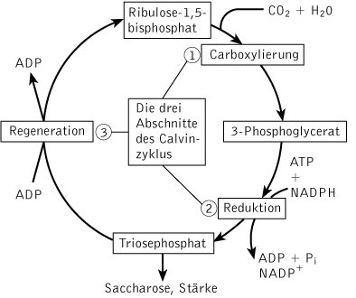 Calvin Zyklus Kompaktlexikon Der Biologie