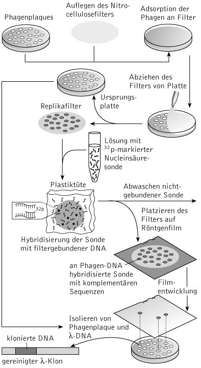 Cdna Bibliothek Kompaktlexikon Der Biologie