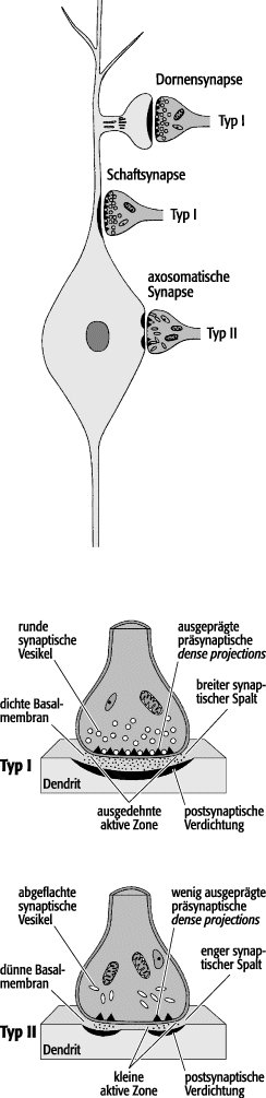 synaptische Vesikel