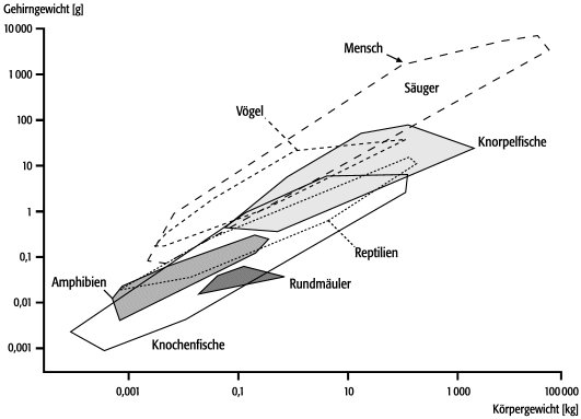 Evolution Der Nervensysteme Und Gehirne Lexikon Der Neurowissenschaft