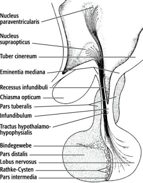 Hypothalamus Hypophysen System Lexikon Der Neurowissenschaft