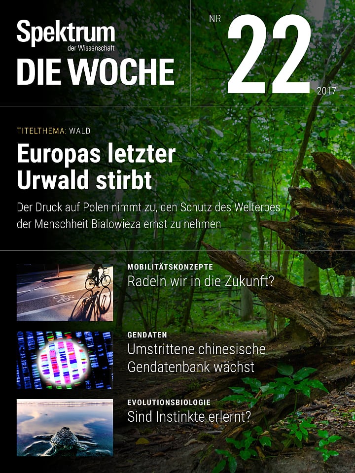 Polen Bekommt Arger Weil Es Den Bialowieza Urwald Nicht Schutzt Spektrum Der Wissenschaft